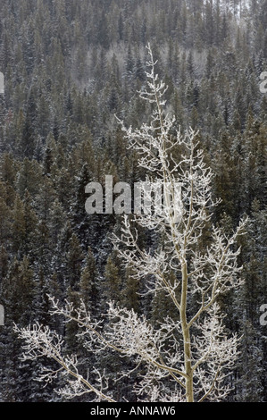 Aspens smerigliato con sfondo di coperte di neve montagna Foresta, Parco Nazionale di Banff, Alberta, Canada Foto Stock