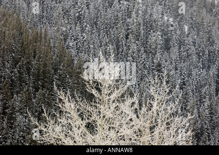 Aspens smerigliato con sfondo di coperte di neve montagna Foresta, Parco Nazionale di Banff, Alberta, Canada Foto Stock