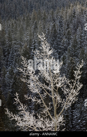 Aspens smerigliato con sfondo di coperte di neve montagna Foresta, Parco Nazionale di Banff, Alberta, Canada Foto Stock