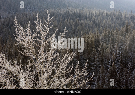 Aspens smerigliato con sfondo di coperte di neve montagna Foresta, Parco Nazionale di Banff, Alberta, Canada Foto Stock