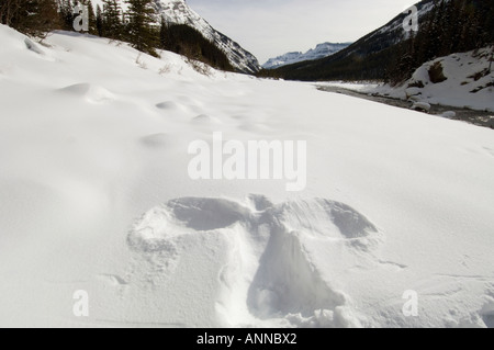 Angelo di Neve a riposo fermano vicino al pianto e la parete nord del Fiume Saskatchewan, il Parco Nazionale di Banff, Alberta, Canada Foto Stock