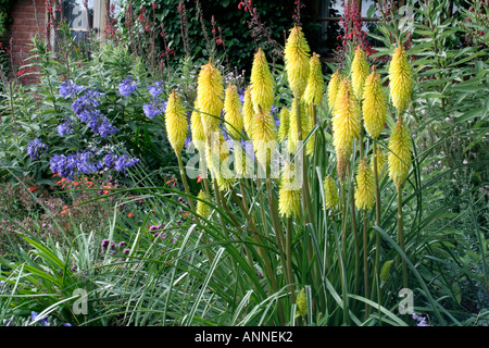 Kniphofia Wrexham Buttercup con Agapanthus Isis in Holbrook Giardino Devon UK Foto Stock