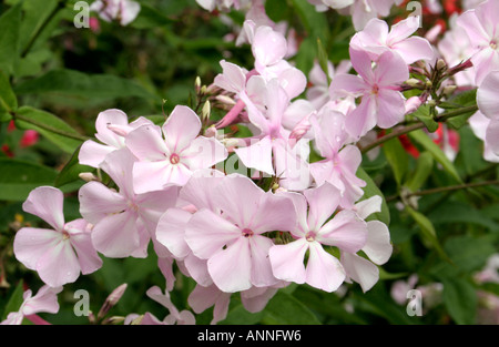 Phlox paniculata Utopia is a tall late flowering form which is in full flower towards the end of summer Foto Stock