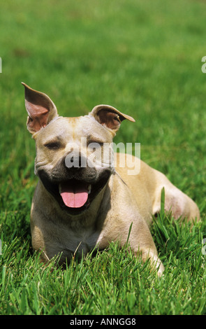 American Staffordshire Terrier - sdraiato sul prato Foto Stock