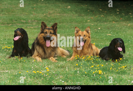 Due Gordon Setter , antico tedesco il cane pastore e Harz Fox sul prato Foto Stock