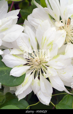 La clematide 'yukiokoshi " bianchi Fiori doppi closeup close up patens con sfumature verde forma inusuale, giardino fiorito perenne vite rampicante Foto Stock