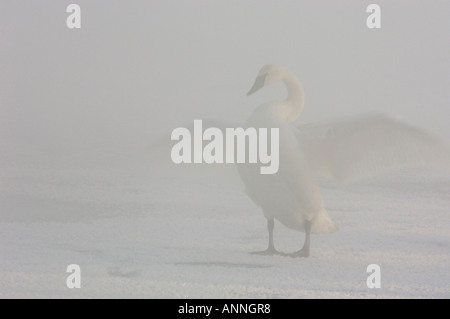 Trumpeter Swan Cygnus buccinatore svernamento adulti dormono su ghiaccio nella nebbia mattutina Sudbury, Ontario, Foto Stock