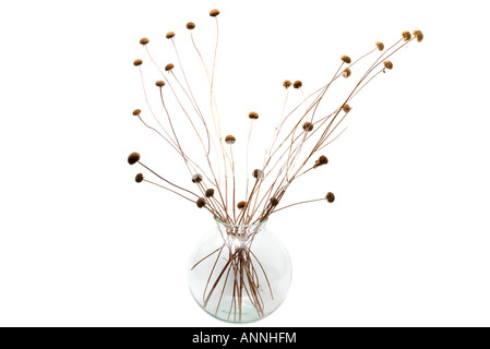 Monarda essiccati fiori e steli in un round vaso di vetro Foto Stock