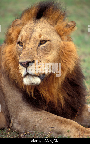 Ritratto di un maschio adulto lion nel Parco Nazionale di Nairobi Kenya Foto Stock