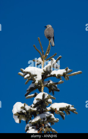 Clarks schiaccianoci Nucifraga columbiana il Parco Nazionale di Banff Alberta Lake Louise Foto Stock