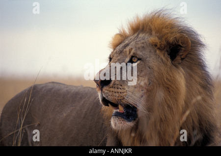 Maschio adulto Leone africano nella riserva Masai Mara Kenya Foto Stock