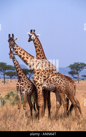 Due maschi adulti bull Masai Giraffe collo di lotta contro il giovane femmina nella riserva Masai Mara Narok Kenya Foto Stock