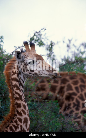 I bambini molto piccoli Masai Giraffe in erba alta nel Parco Nazionale di Nairobi Kenya
