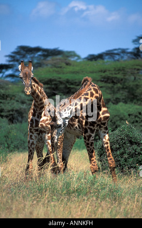 Due adulti bull Masai Giraffe collo combattimenti nel Parco Nazionale di Nairobi Kenya Foto Stock