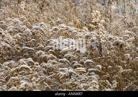 Neve fresca su erbe palustri e oro morto, maggiore Sudbury, Ontario, Canada Foto Stock