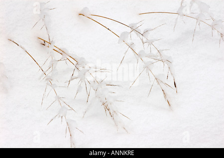 Erbe in inverno la neve fresca sulla parte superiore rossa erba, maggiore Sudbury, Ontario, Canada Foto Stock