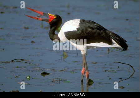 Sella per adulti fatturati Stork Pesca nel laghetto. Foto Stock