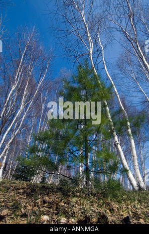 White pine (Pinus strobus) alberello nel boschetto di betulle Wanup, maggiore Sudbury, Ontario, Canada Foto Stock