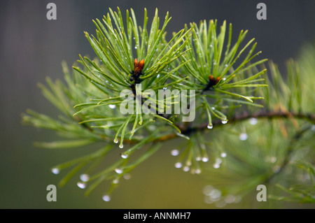 Jack pine (Pinus banksiana) gocce di pioggia su aghi, maggiore Sudbury, Ontario, Canada Foto Stock