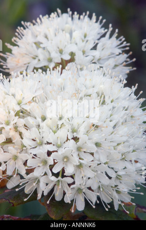 Il Labrador tea (Rhododendron groenlandicum) Fiori, maggiore Sudbury, Ontario, Canada Foto Stock