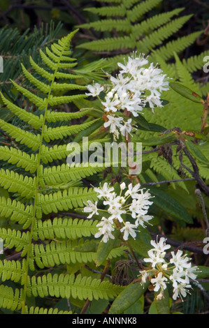 Il Labrador tea (Rhododendron groenlandicum) Fiori, maggiore Sudbury, Ontario, Canada Foto Stock