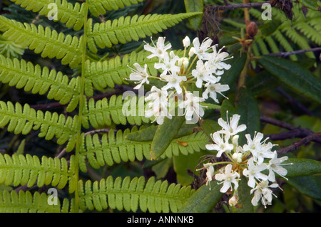 Il Labrador tea (Rhododendron groenlandicum) Fiori, maggiore Sudbury, Ontario, Canada Foto Stock