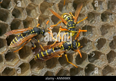 Carta europea vespe (Polistes dominulus) sul pettine - New York Foto Stock