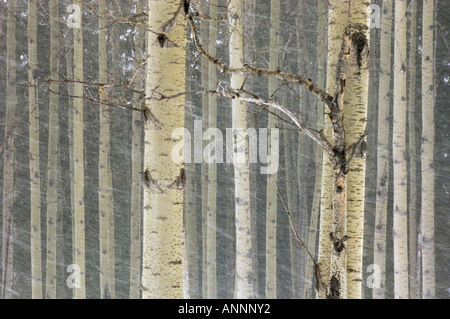 Tremore aspen (Populus tremuloides) tronchi di alberi nella tempesta di neve il Parco Nazionale di Banff, Alberta, Canada Foto Stock