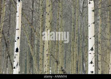 Tremore aspen (Populus tremuloides) tronchi di alberi nella tempesta di neve il Parco Nazionale di Banff, Alberta, Canada Foto Stock