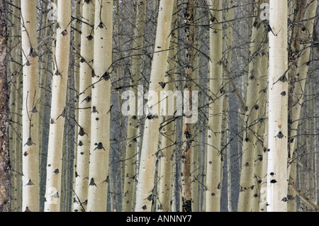Tremore aspen (Populus tremuloides) tronchi di alberi nella tempesta di neve il Parco Nazionale di Banff, Alberta, Canada Foto Stock