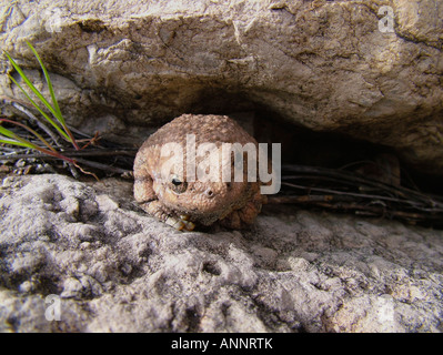 Un Canyon Raganella o Arizona Raganella (Hyla arenicolor) lungo Kwagunt Creek nel Parco Nazionale del Grand Canyon, AZ, Stati Uniti d'America. Foto Stock