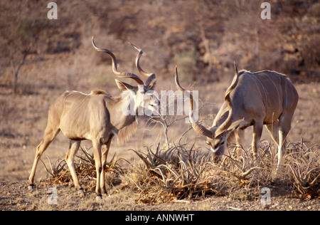 Coppia di adulti Kudu maggiore alimentazione nel pennello asciutto. Foto Stock