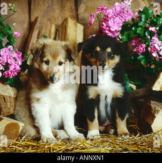 Due Cuccioli Sheltie - seduta tra i fiori Foto Stock