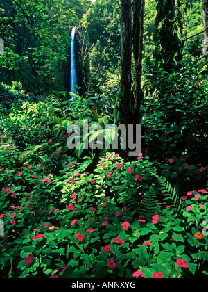 Questa bella cascata sulla Big Island delle Hawaii è impostato su off dagli splendidi fiori tropicali in primo piano Foto Stock