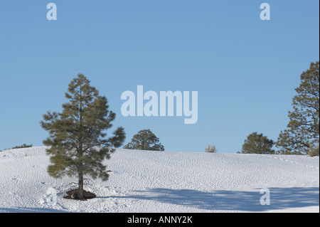 Pino nella neve, Tramonto cratere, Northern Arizona Foto Stock