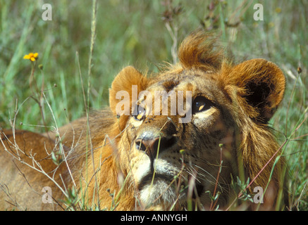 Maschio adulto Leone africano a guardare gli avvoltoi volteggiare overhead nel Parco Nazionale di Nairobi Kenya Foto Stock