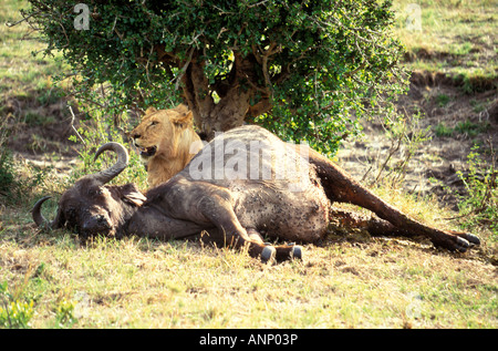Maschio adulto Leone africano con un recentemente ucciso Buffalo nel Samburu Riserva nazionale del Kenya Foto Stock