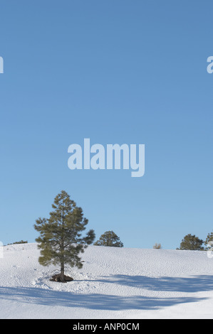 Pino nella neve, Tramonto cratere, Northern Arizona Foto Stock