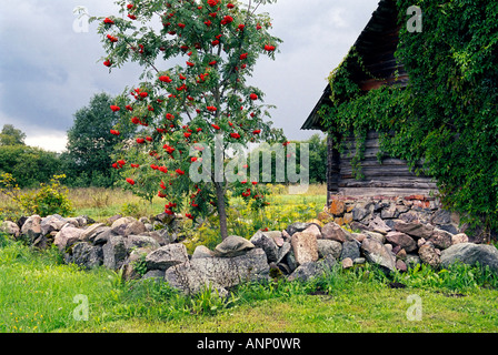 Recinzione in pietra e la montagna europea ceneri Foto Stock