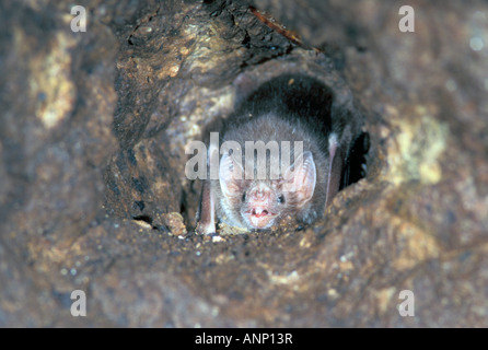 Vampiro comune Bat Desmodus rotundus Alamos Sonora Messico Dicembre Phyllostomidae adulti Foto Stock