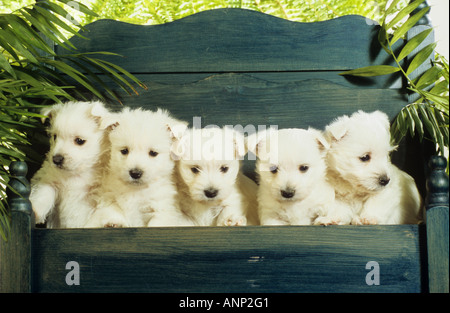 Cinque West Highland White Terrier - cuccioli seduto sulla banca Foto Stock