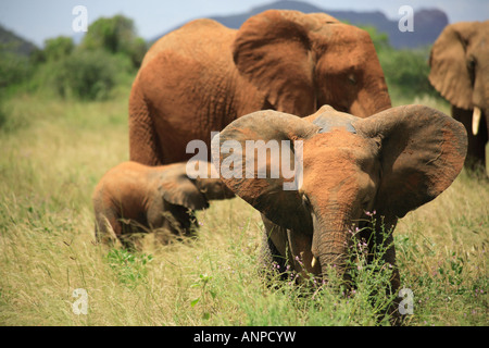 Branco di elefanti compresi quelli giovani in Kenya Africa Foto Stock