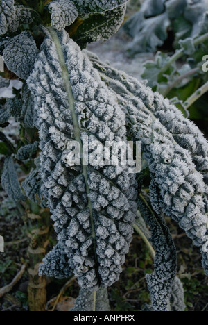 Nero Toscana Kale Foto Stock