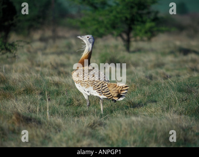 Grande Bustard Otis tarda parte del programma di rilascio a porton down wiltshire Foto Stock