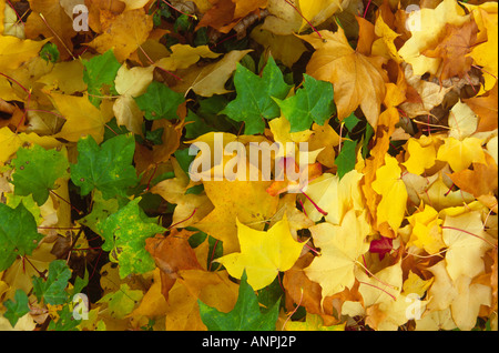 Foglie di acero in autunno giacente a terra in un vasto bosco di foglia Foto Stock