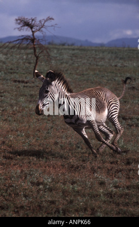 Di Grevy zebra puledro in esecuzione Foto Stock