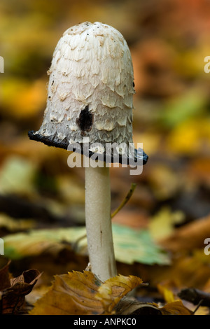 Shaggy copertura di inchiostro Coprinus comatus crescente nella figliata di foglia colline sabbiose bedfordshire Foto Stock
