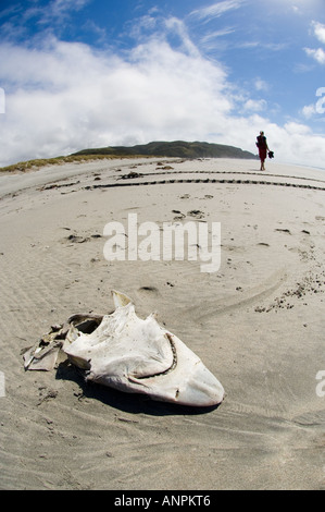 Decapitato testa di squalo si è incagliata sulla spiaggia tra i detriti di marea a Farewell Spit, Nuova Zelanda Foto Stock