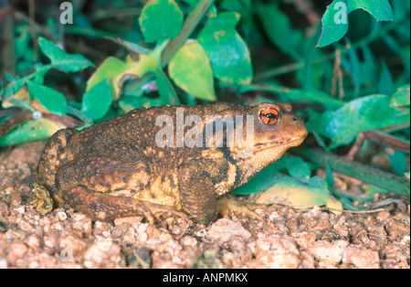 Il rospo comune, Bufo bufo. Sul terreno Foto Stock
