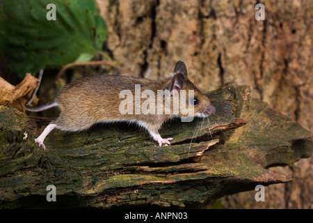 Wood Mouse Apodemus sylvaticus in esecuzione su log cercando alert potton bedfordshire Foto Stock